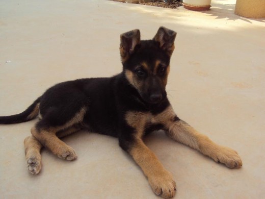 Siesque es muy bonito, igual es porque es mi perro.... Siesque es muy bonito, igual es porque es mi perro....